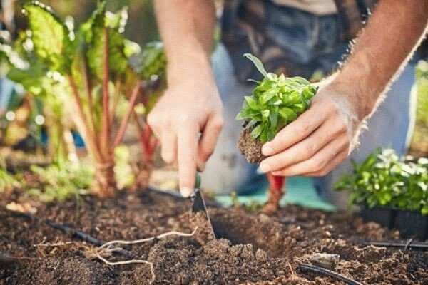 Рыхление и прополка мангольд гранат описание сорта