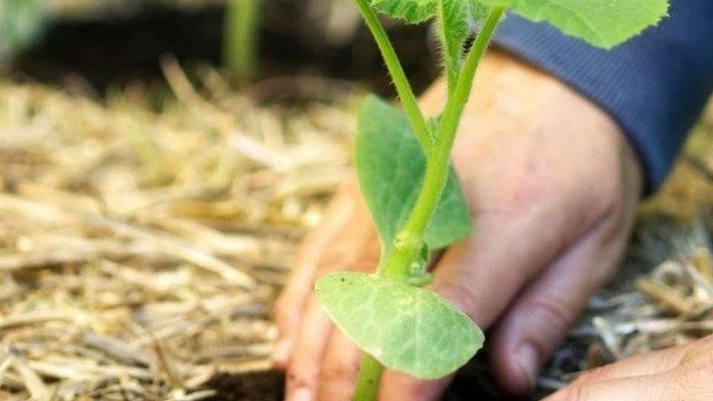 Как вырастить мускатную тыкву «Жемчужина»