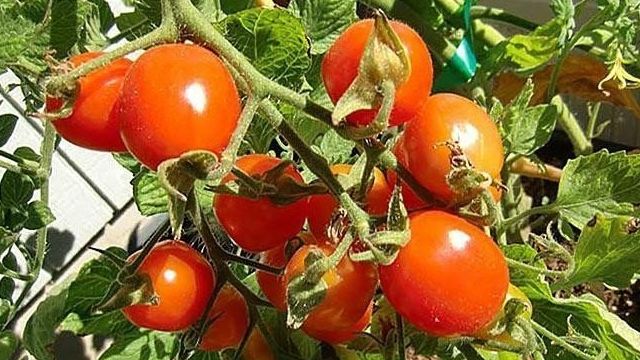 Уход за томатами от А до Я. Секреты выращивания помидоров в открытом грунте