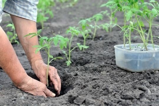 Высадка рассады помидор в открытый грунт