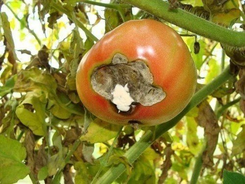 Болезни томатов вершинная гниль