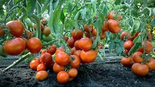 5 способов борьбы с вершинной гнилью томатов