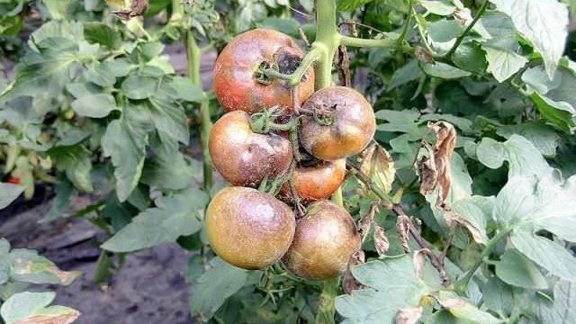Болезни томатов в теплице и методы борьбы с ними
