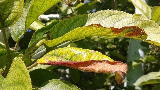 Хлороз яблони, лечение и примеры больных листьев на фото
