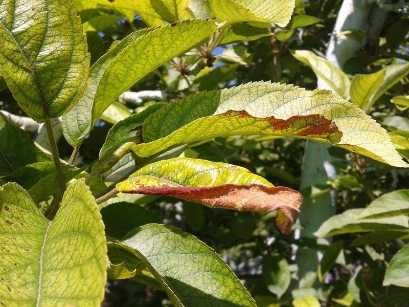Яблоня хлороз листья