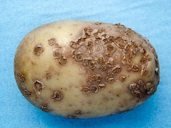 Порошистая парша картофеля