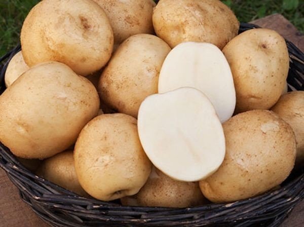 Сорт картофеля триумф