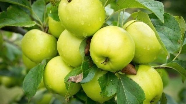 Коричневые пятна на листьях яблони: почему появляются и что с этим делать