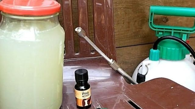 Обработка помидоров от фитофторы молоком и йодом: как обработать этими народными средствами, рецепт приготовления в пропорции с сывороткой, простоквашей или кефиром