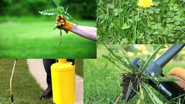 Борьба с сорняками на дачном участке: механические способы, обработка химией, альтернативные методы, выращивание без сорняков, советы специалистов