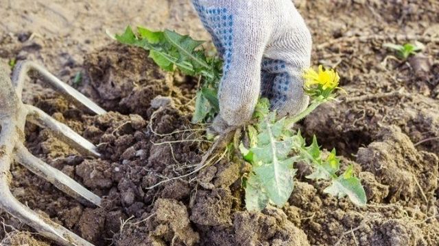 Как определить кислотность почвы самостоятельно по сорнякам