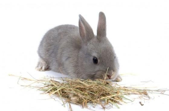 Карликовый кролик серый
