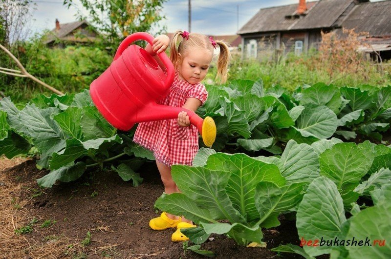Девушки в саду с овощем