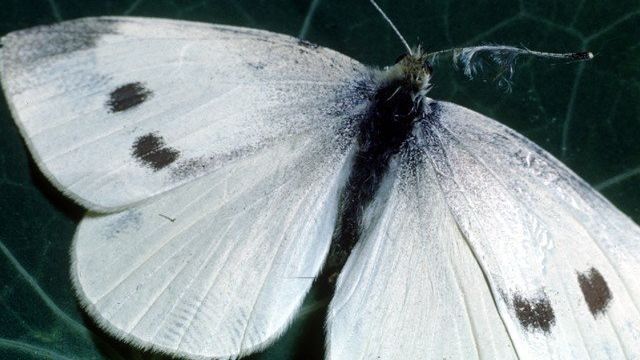 Как избавиться от бабочки-капустницы