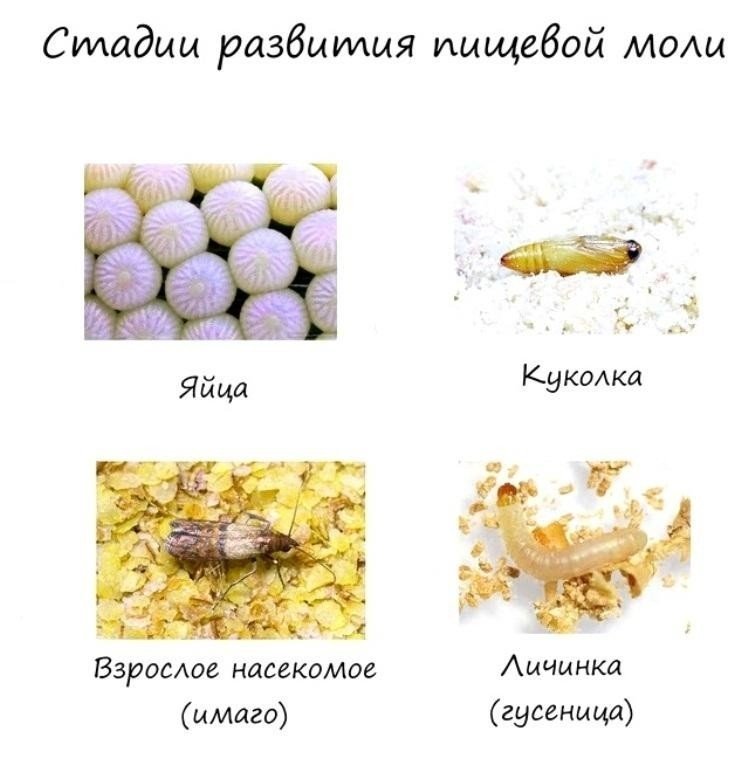 Яйцо личинка взрослое насекомое насекомое
