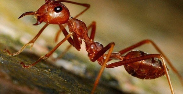 Красный огненный муравей