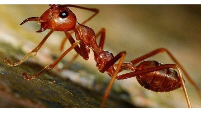 Как вывести домашних рыжих муравьев