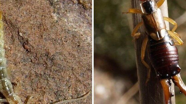 Двухвостки — фото и описание насекомого, опасны ли для человека