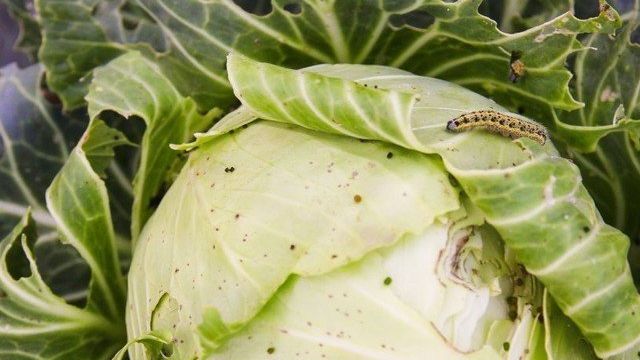 Гусеницы на капусте: как спасти, чем обработать, народные средства от бабочек