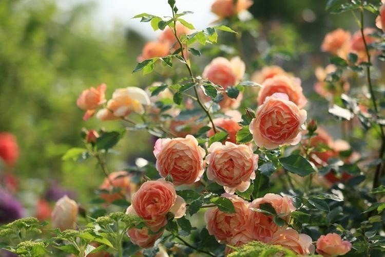 Кустовая роза садовая