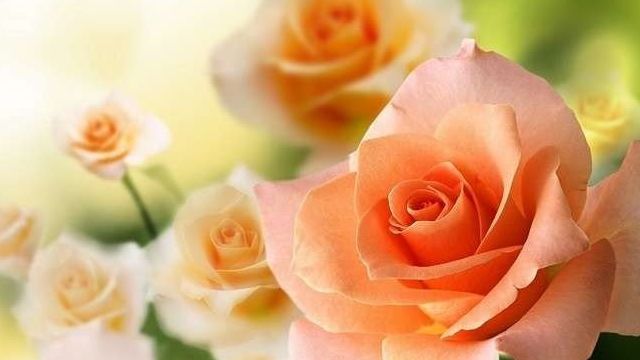 Подкормка роз весной — органика, минеральные, народные средства