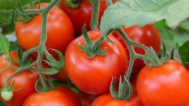 Что класть в лунку при посадке томатов