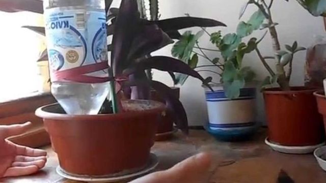 Система автополива для комнатных растений: как сделать своими руками, как поливать, ардуино, птичка, easygrow