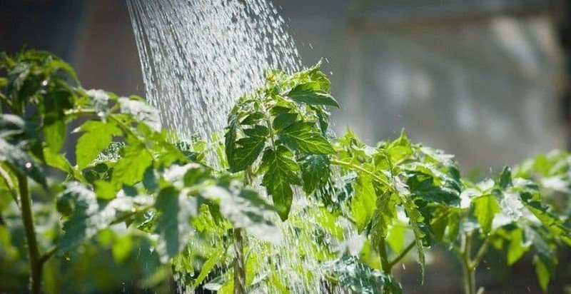 Святая вода влияет на растения
