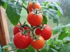 Сорта помидор для теплицы