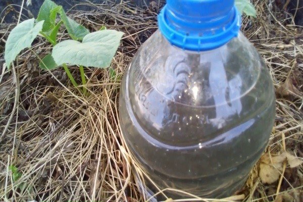 Бутылки в земле для полива помидор