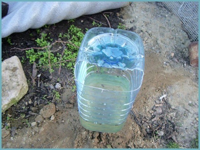 Капельный полив из пластиковых бутылок