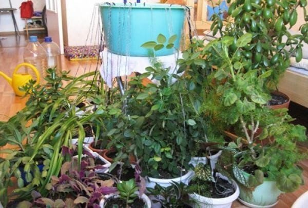 Капельный полив для комнатных растений