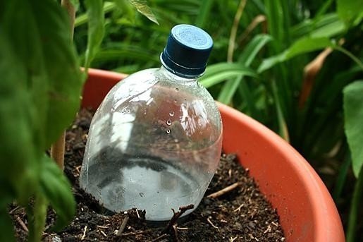 Капельный полив из пластиковых бутылок