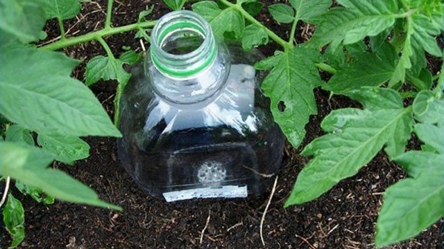 Система «капельный полив» из пластиковых бутылок своими руками