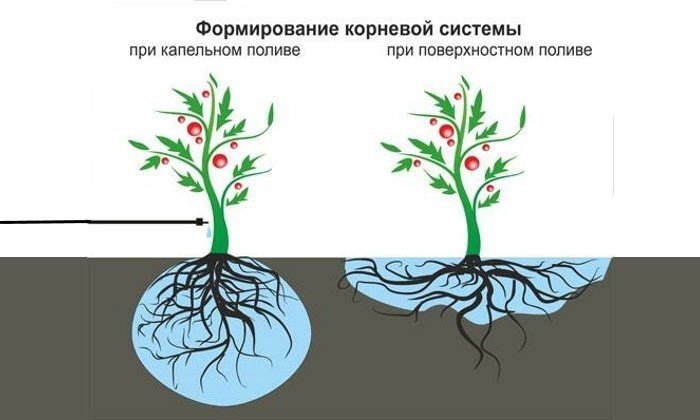 Корневая система голубики садовой