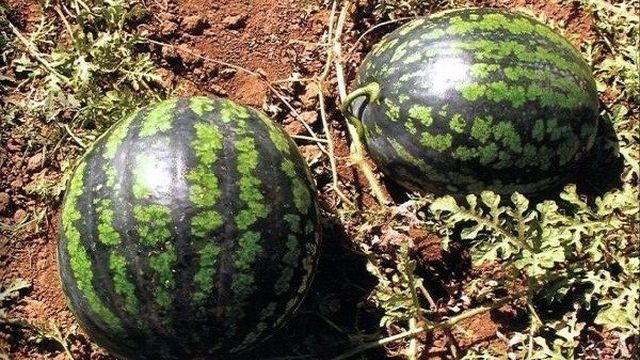Описание сорта арбуза Холодок и особенности его выращивания, сбор и хранение урожая