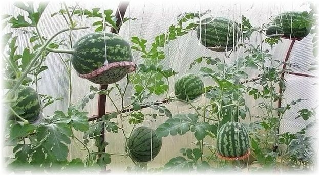 Выращивание арбузов в теплице