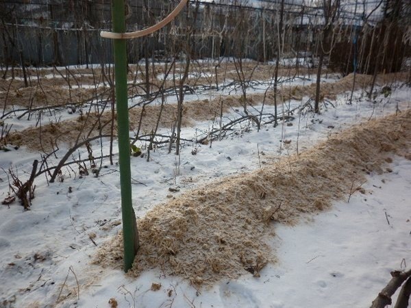 Укрытие винограда на зиму опилками