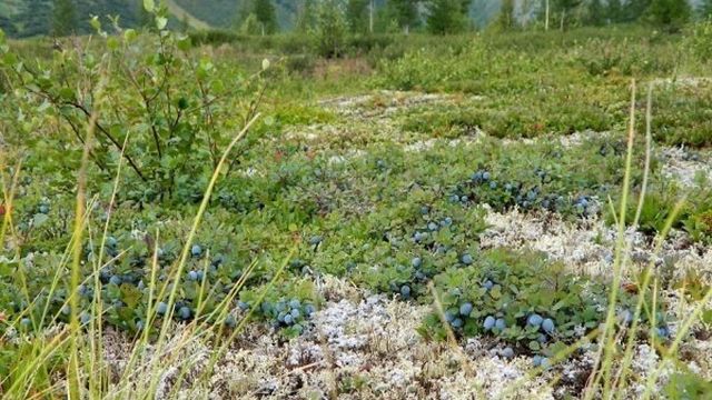 Где растет голубика в России: когда созревает лесу, в какое время можно собирать