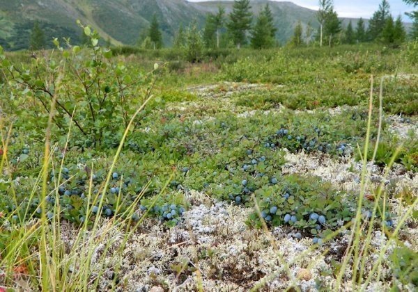 Растения северной тундры якутии