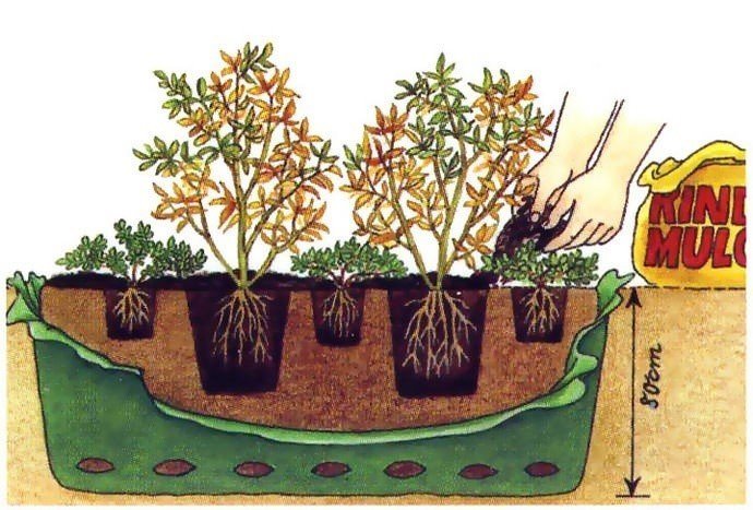 Схема посадки голубики садовой