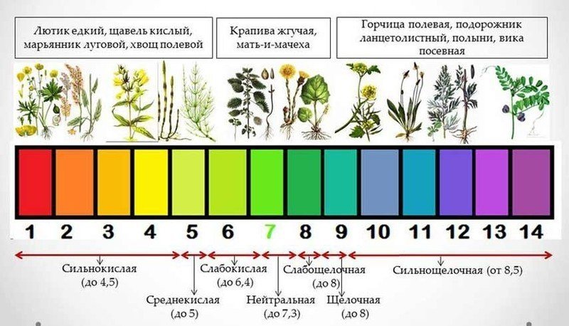 Растения индикаторы кислотности почвы