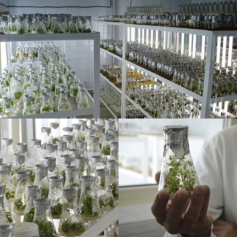 Коллекции растений in vitro в сша