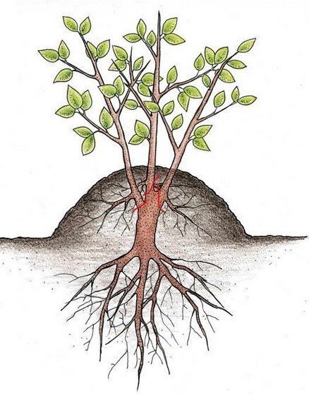 Размножение вишни корневыми отпрысками