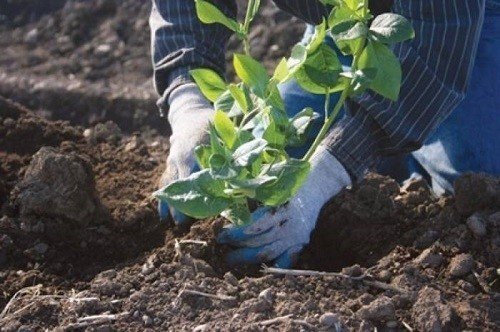 Голубика садовая посадка куст