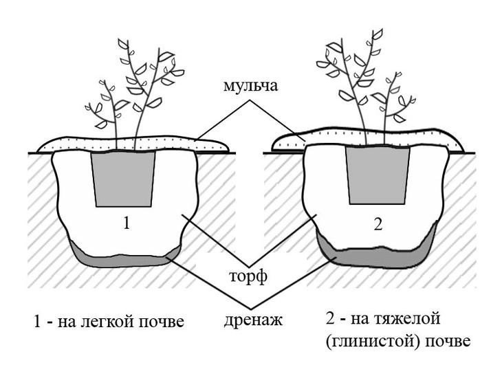 Голубика схема посадки голубики