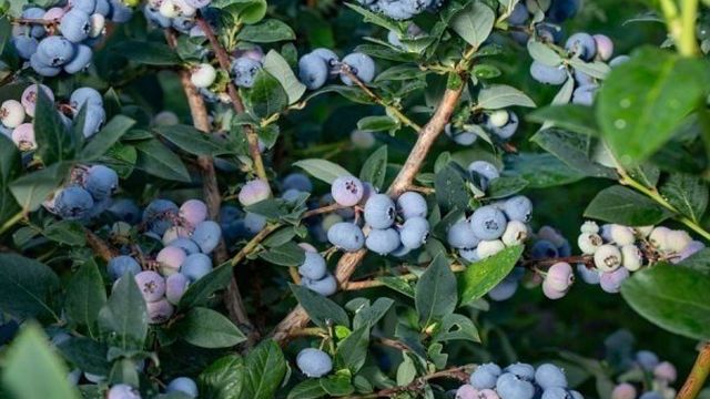 Голубика Патриот: описание сорта, уход и выращивание, причины бледных листьев