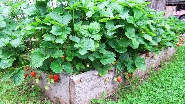 Что делать с клубникой весной после зимы — фантастическая клубника, если следовать этим советам