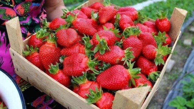 Клубника Королева Елизавета – описание сорта и особенности выращивания царской ягоды