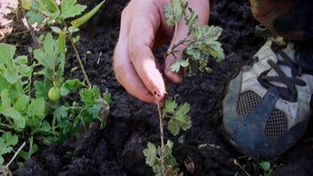 Посадка крыжовника в открытый грунт саженцами